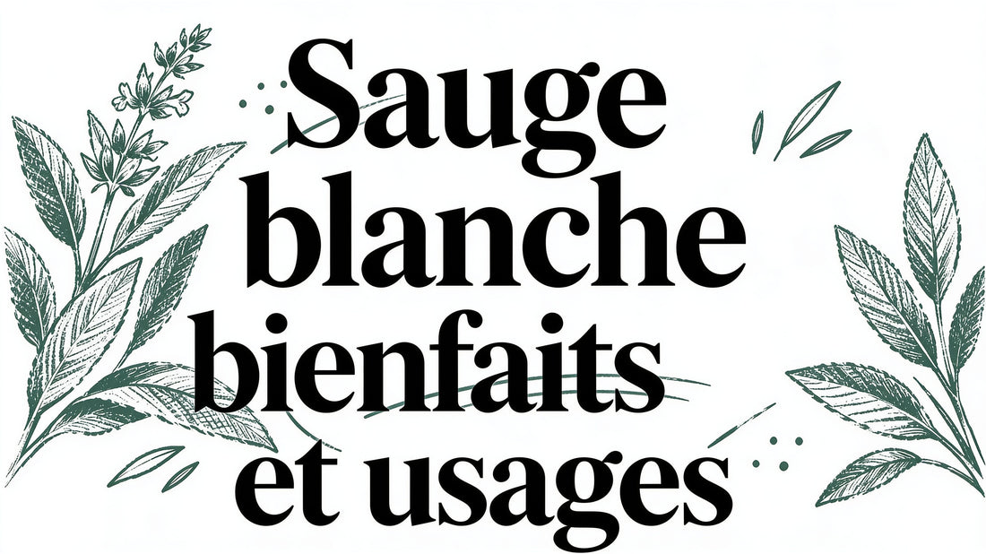 Sauge blanche bienfaits et usages