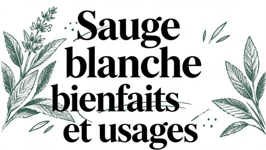 Sauge blanche bienfaits et usages